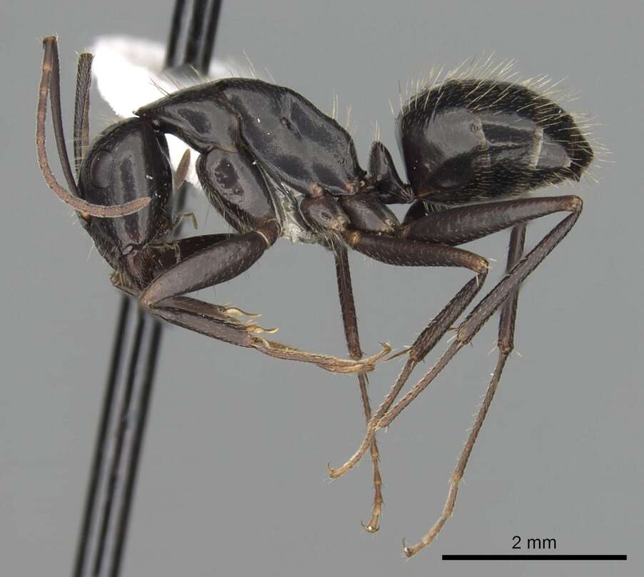 Image of Camponotus aethiops (Latreille 1798)