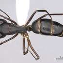 Image of Camponotus barbaricus Emery 1905