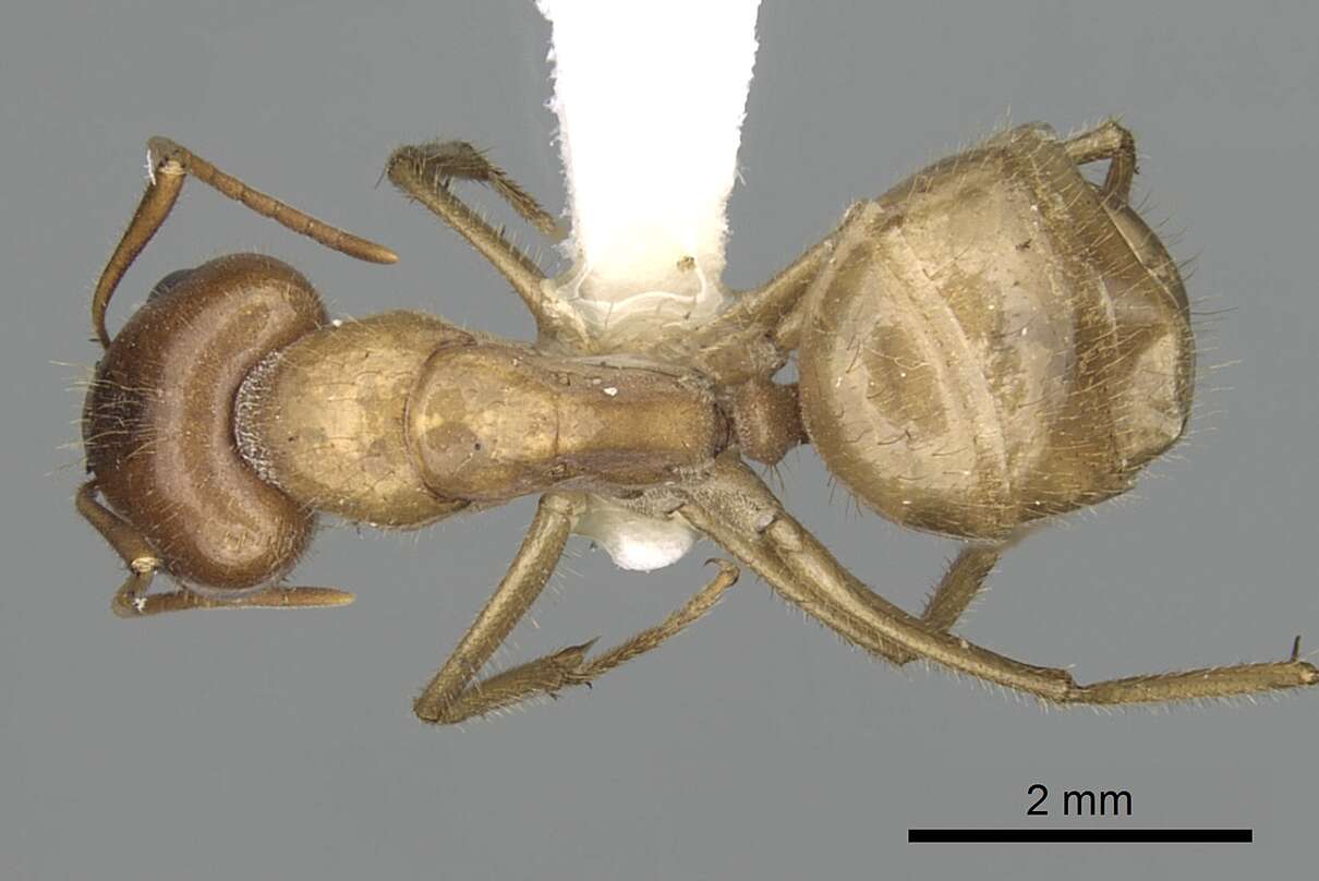 Image of Camponotus buddhae Forel 1892