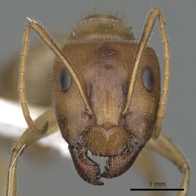 Image de Camponotus buddhae Forel 1892