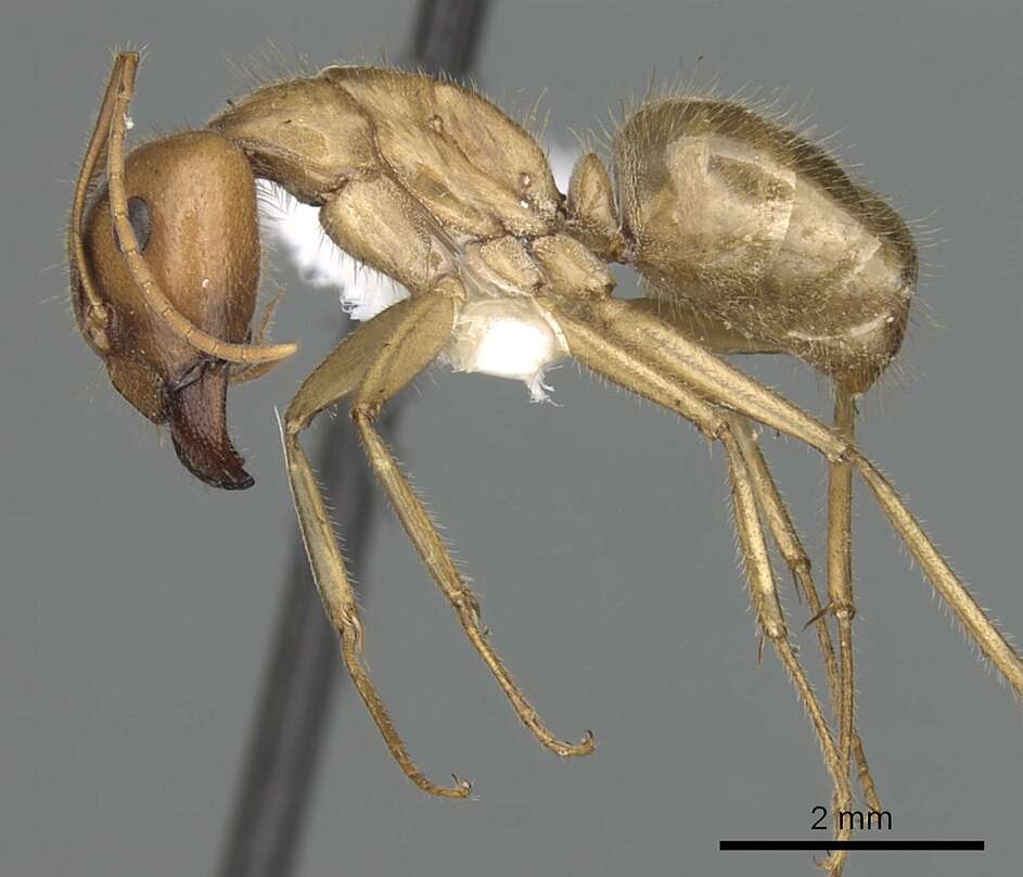 Image de Camponotus buddhae Forel 1892