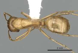 Image de Camponotus buddhae Forel 1892