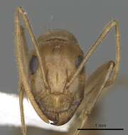 Plancia ëd Camponotus buddhae Forel 1892