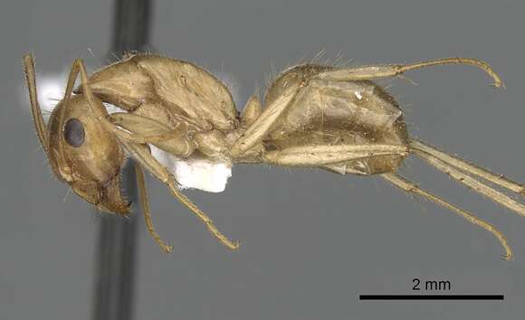 Plancia ëd Camponotus buddhae Forel 1892