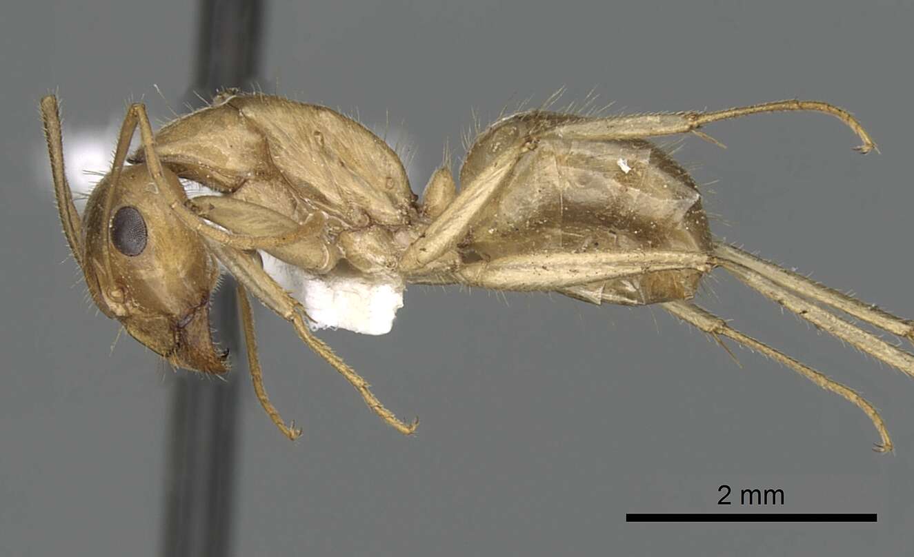 Image de Camponotus buddhae Forel 1892