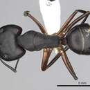 Imagem de Camponotus compressus (Fabricius 1787)