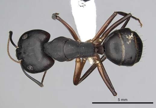 Imagem de Camponotus compressus (Fabricius 1787)