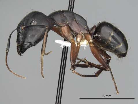 Image of Camponotus compressus (Fabricius 1787)