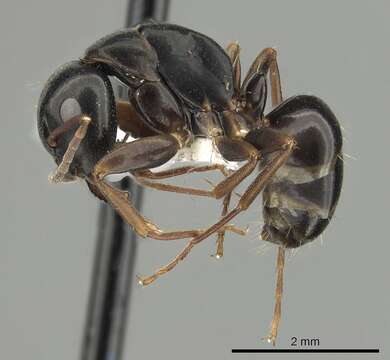 Image of Camponotus fallax (Nylander 1856)