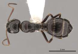 Image of Camponotus piceus (Leach 1825)