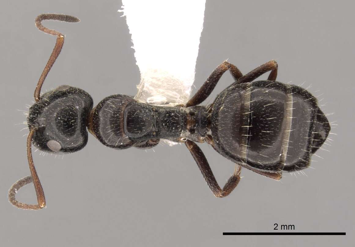 Image of Camponotus piceus (Leach 1825)