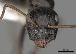 Image of Camponotus piceus (Leach 1825)