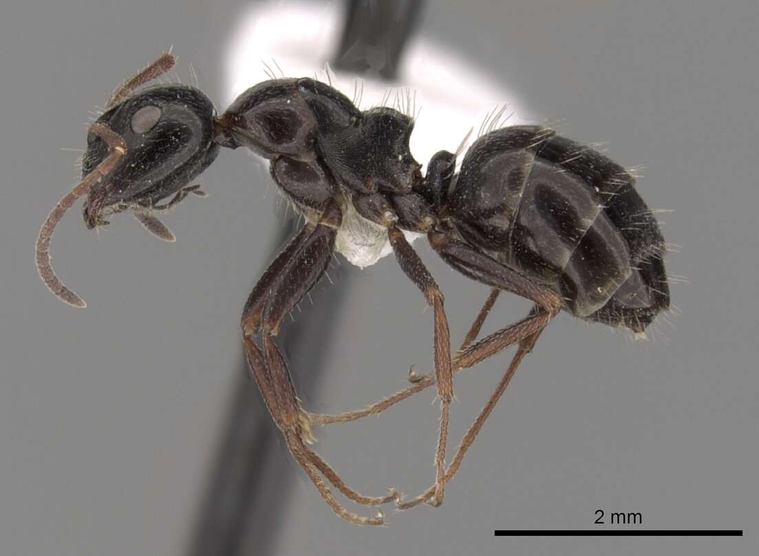 Image of Camponotus piceus (Leach 1825)