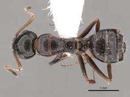 Image of Camponotus piceus (Leach 1825)