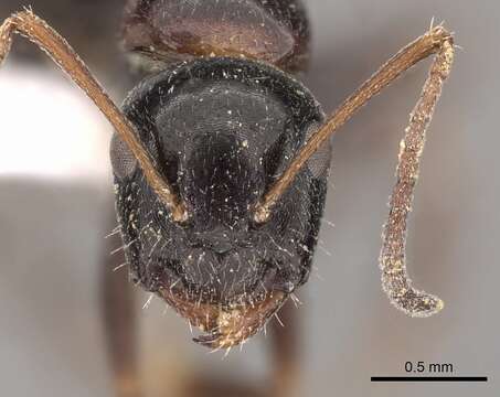 Image of Camponotus piceus (Leach 1825)