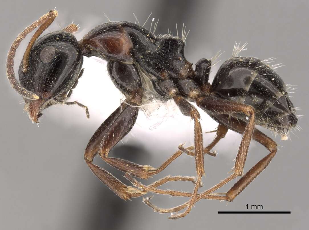 Image of Camponotus piceus (Leach 1825)