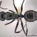 Image of Camponotus foreli Emery 1881