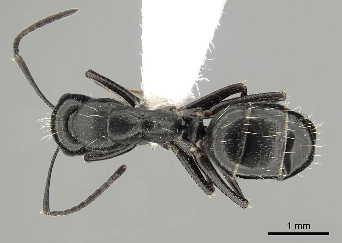 Plancia ëd Camponotus gestroi Emery 1878