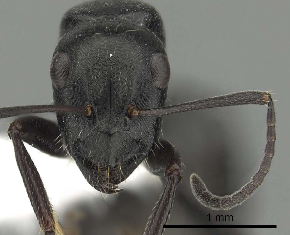 Camponotus gestroi Emery 1878的圖片