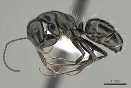 Camponotus gestroi Emery 1878的圖片