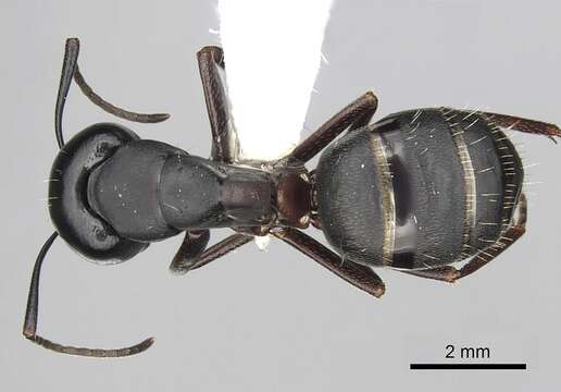 Image of Carpenter ant