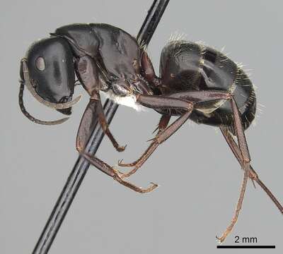 Plancia ëd Camponotus