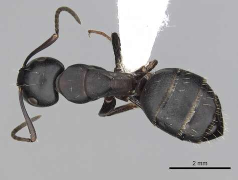 Plancia ëd Camponotus