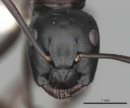 Plancia ëd Camponotus