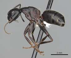 Image de Camponotus