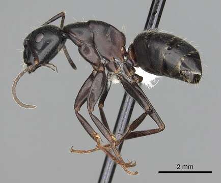 Plancia ëd Camponotus