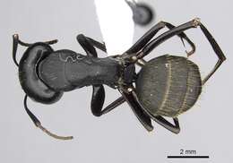 Image of Camponotus japonicus Mayr 1866