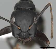 Image of Camponotus japonicus Mayr 1866