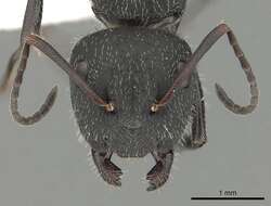 Image of Camponotus kiesenwetteri (Roger 1859)