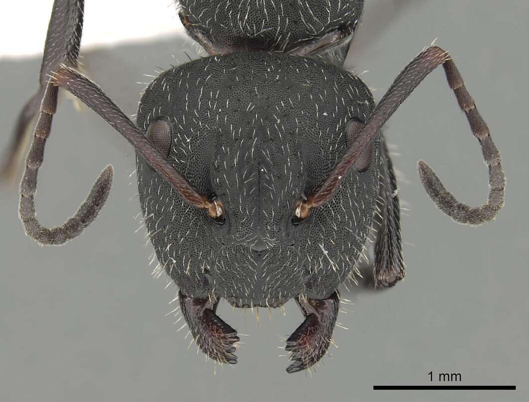 Image of Camponotus kiesenwetteri (Roger 1859)