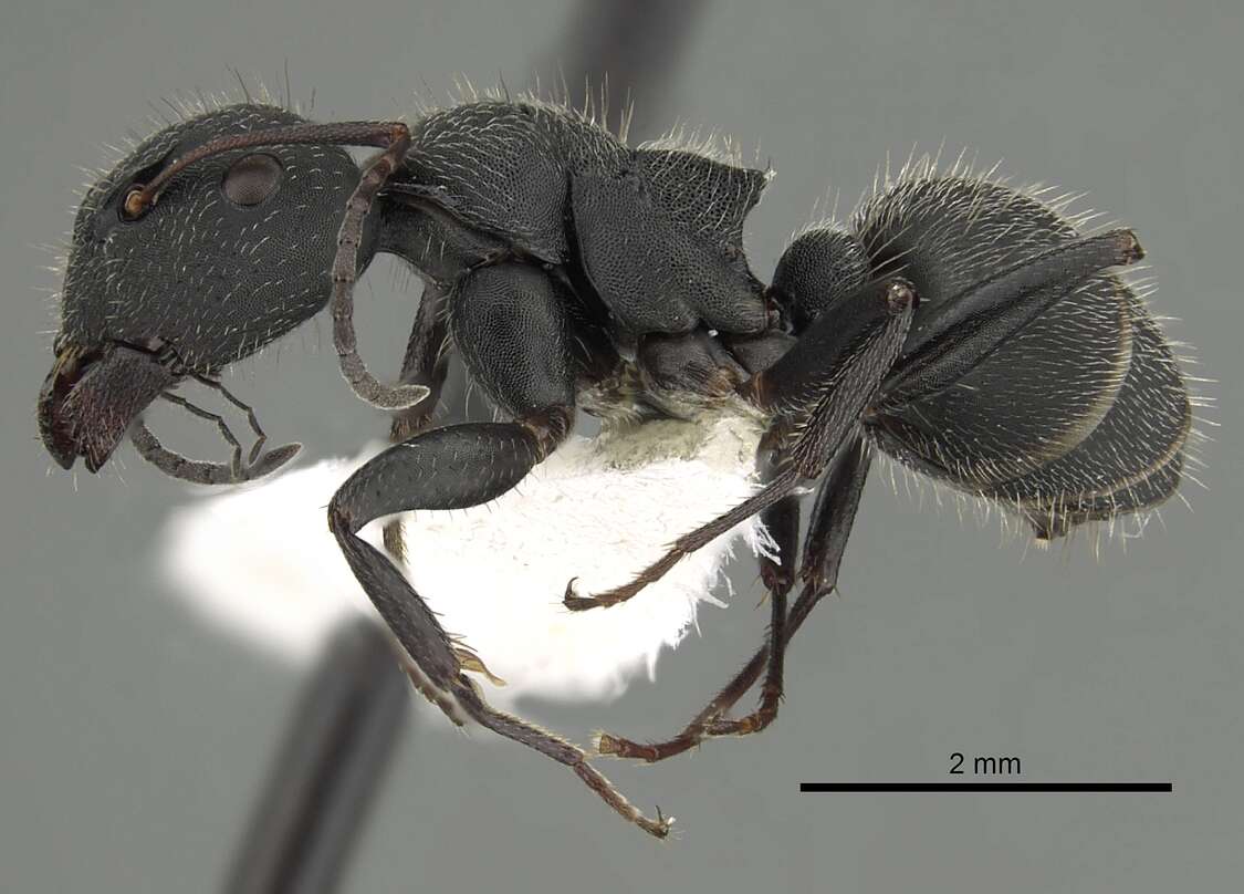 Image of Camponotus kiesenwetteri (Roger 1859)