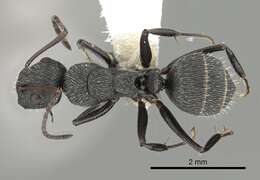 Image of Camponotus kiesenwetteri (Roger 1859)