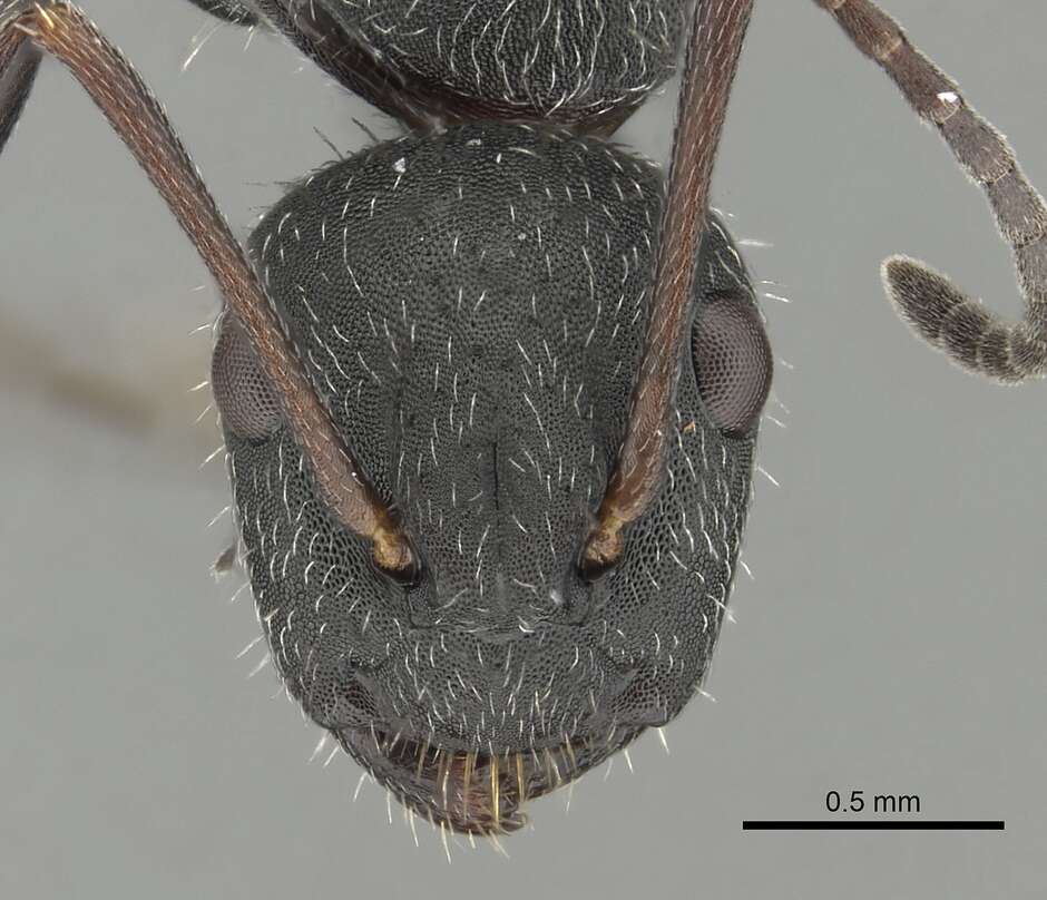 Image of Camponotus kiesenwetteri (Roger 1859)