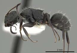 Image of Camponotus kiesenwetteri (Roger 1859)