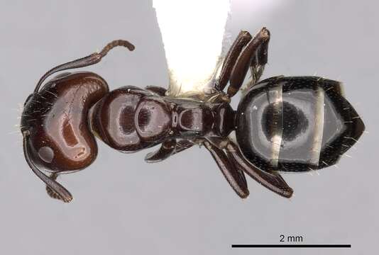 Image of Camponotus lateralis (Olivier 1792)