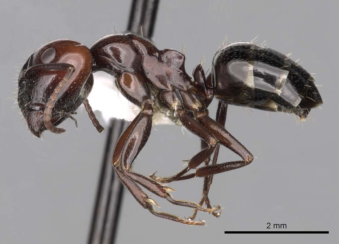 Image of Camponotus lateralis (Olivier 1792)