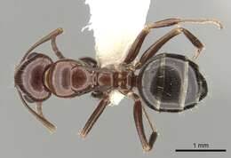 Image of Camponotus lateralis (Olivier 1792)