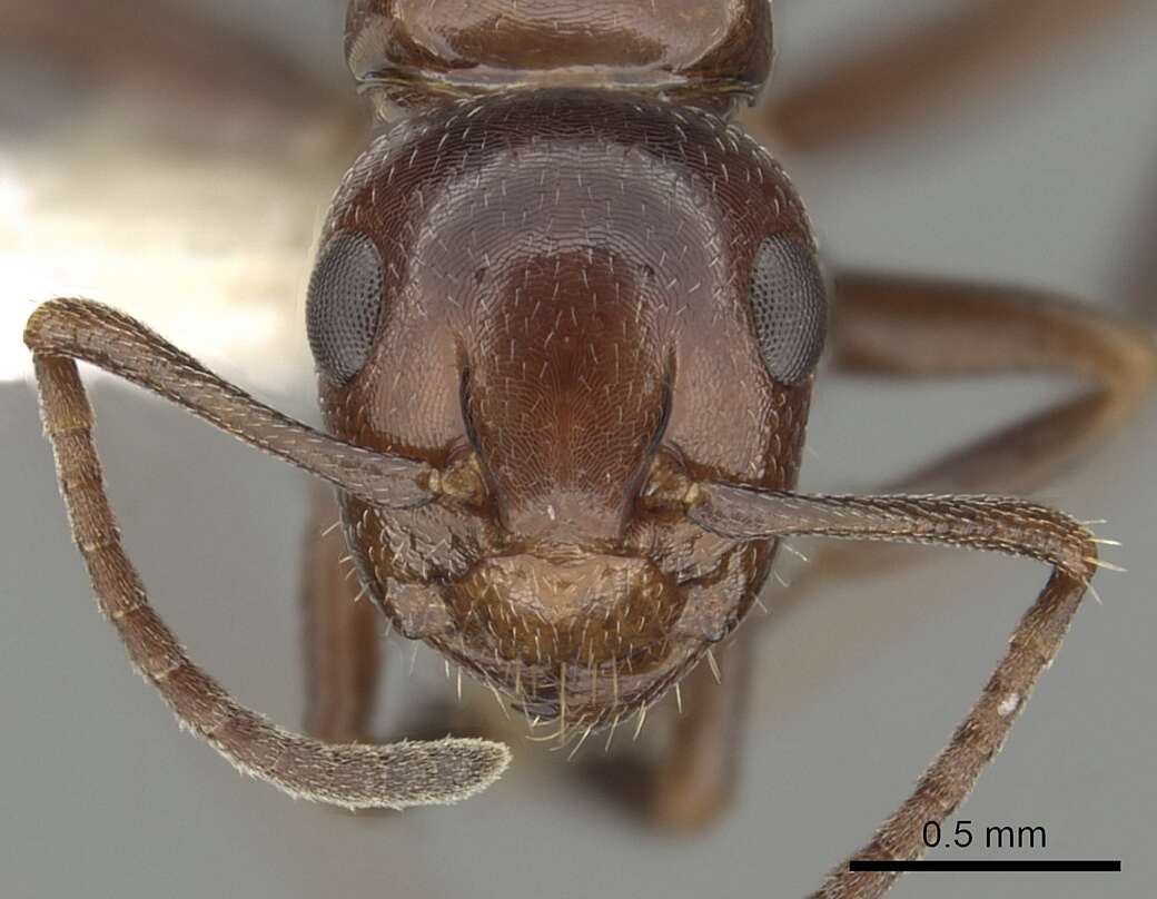 Image of Camponotus lateralis (Olivier 1792)