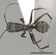 Image of Camponotus micans (Nylander 1856)