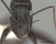 Image of Camponotus micans (Nylander 1856)