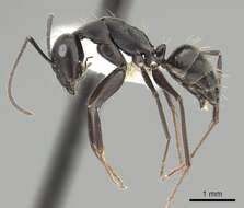 Image of Camponotus micans (Nylander 1856)