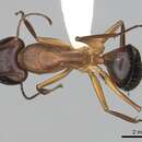Imagem de Camponotus pilicornis (Roger 1859)