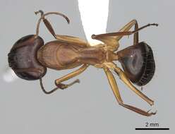 Imagem de Camponotus pilicornis (Roger 1859)