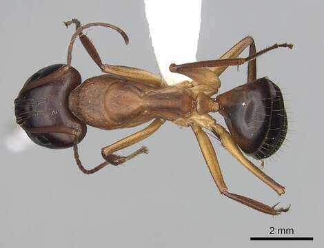 Слика од Camponotus pilicornis (Roger 1859)