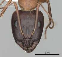 صورة Camponotus pilicornis (Roger 1859)