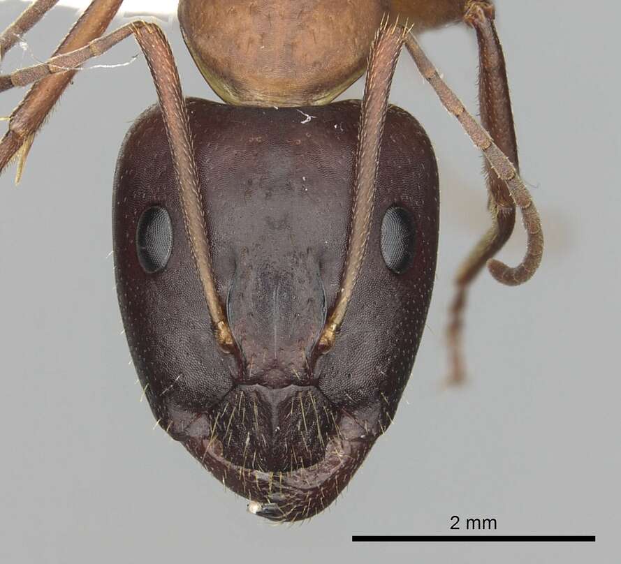 Imagem de Camponotus pilicornis (Roger 1859)